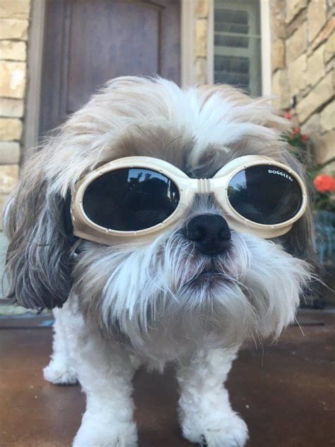 Doggles Are Taking Dog Fashion To The Next Level Doggie Style