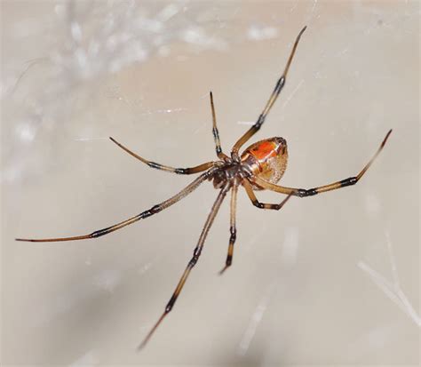 Brown Widow Spider Flickr Photo Sharing