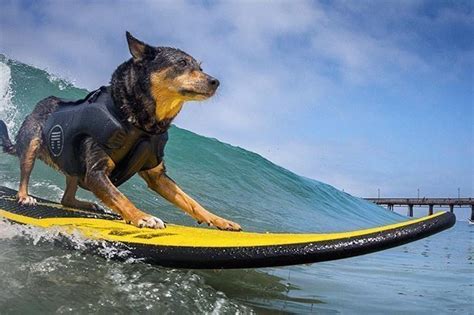 Cowabunga Surf Dogs Hit The Waves For World Championships Beautiful