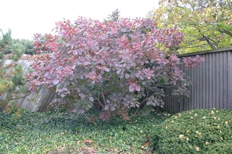 Smoke tree or smoke bush grows relatively slowly to a height of 10 or 15 feet and 10 feet wide. PlantFiles Pictures: Cotinus, American Smoketree, Purple ...