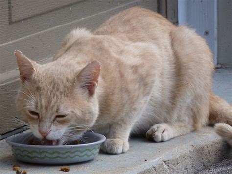 Serba Top 10 Resep Makanan Kucing Buatan Sendiri 10