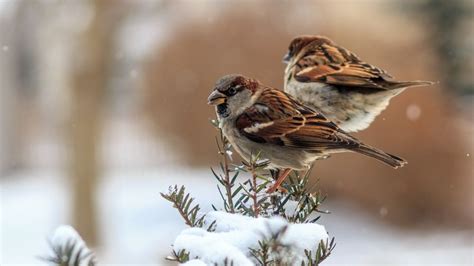 Beautiful Sparrows Birds Hd Wallpapers Download Sparrow Bird Hd
