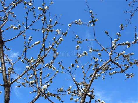 Prunus Avium Wild Cherry Sweet Cherry Gean Bird Cherry A Flowering