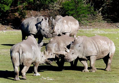 A Crash Of Rhinos The White Rhinoceros Or Square Lipped R Flickr