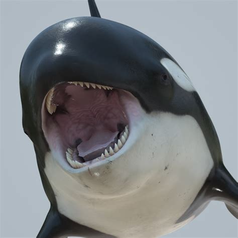 Killer Whale Orca Rigged 3d Model Turbosquid 1336156