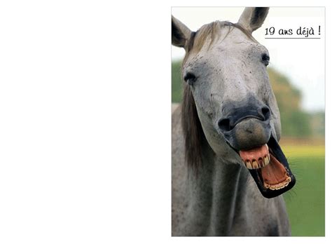 Joyeux Anniversaire Cheval Humour