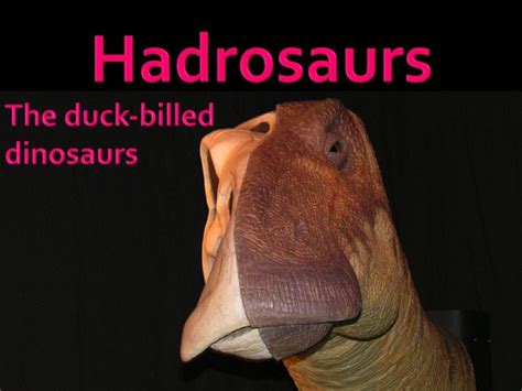 Dinosaurs Hadrosaurs The Duck Billed Dinosaurs Powerpoint
