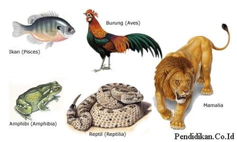 √Pengertian Vertebrata, Ciri, Habitat, Klasifikasi Beserta Peran Bagi