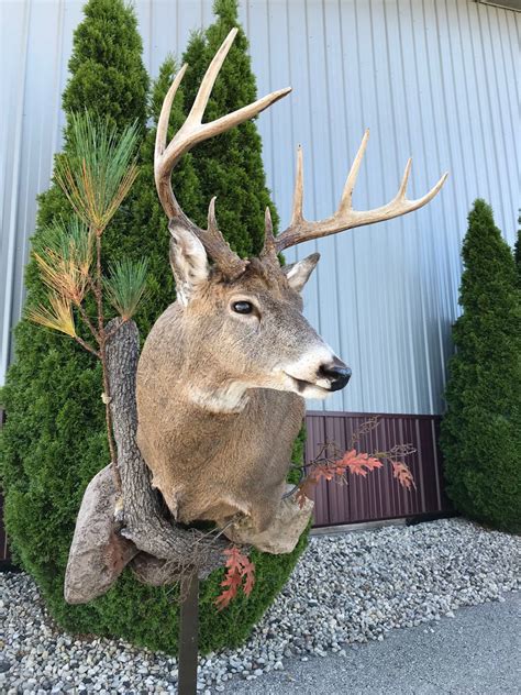 Whitetail Deer Taxidermy Stehling S Taxidermy