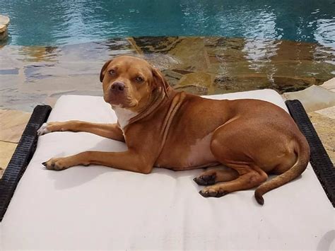 Welcome to tarrah labs in orlando, florida where we breed beautiful black and yellow labrador retriever puppies! Labrador Puppies Orlando Florida - Bmoshow Blog