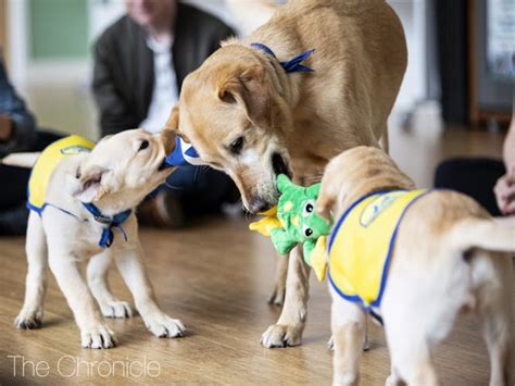 The Pups Are Back Duke Puppy Kindergarten To Reopen With New Dorm