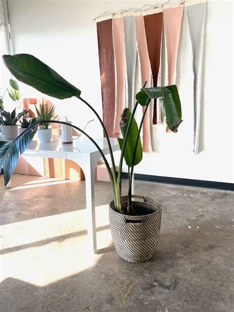 Plant Parenting 101 — LAB