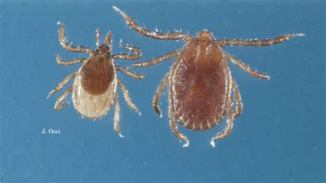 Exotic Deadly Tick Found In New Jersey