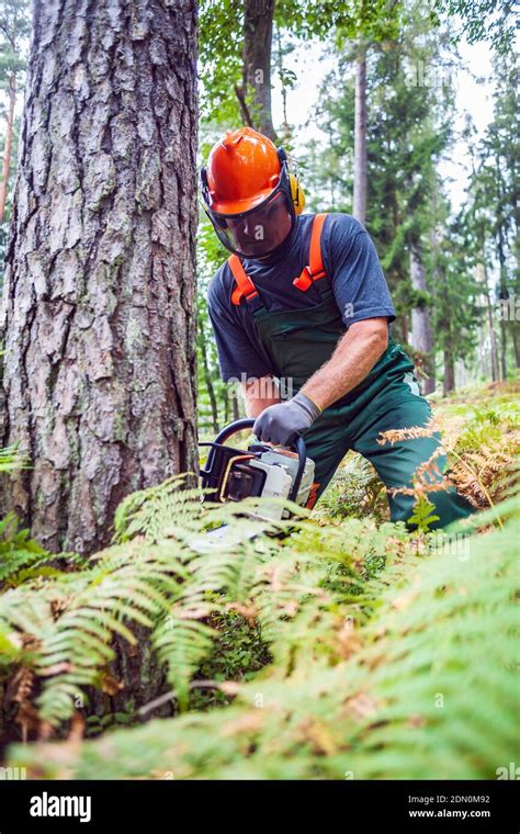 El Hombre Cortando árboles En El Bosque Fotografía De Stock Alamy