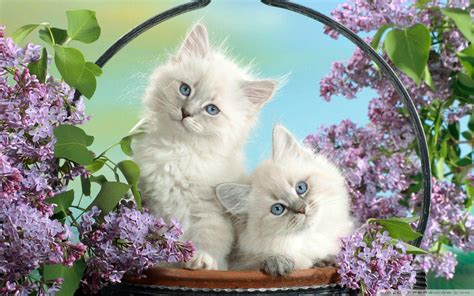 Cute Cats Wallpapers - Wallpaper Cave