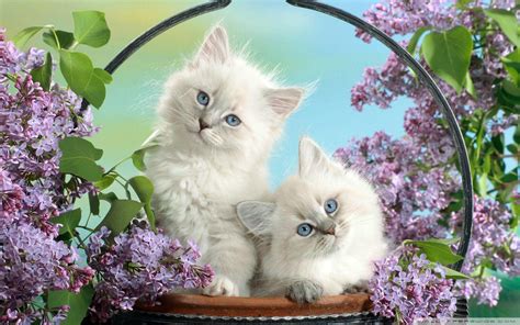 Cute Cats Wallpapers Wallpaper Cave