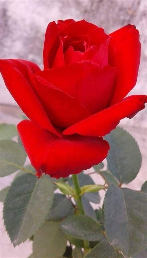 Only For You My Love Beautiful Rose Flowers Red Flowers Work Images