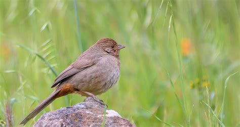 How Quantum Mechanics Help Birds Detect Magnetic Fields Health