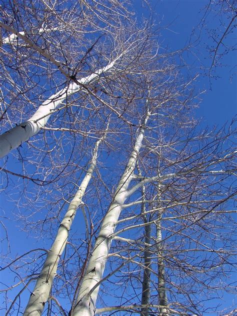 Aspen Trees Winter Free Photo On Pixabay