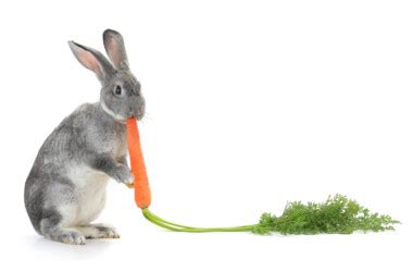 Do Rabbits Eat Carrots Petsoid