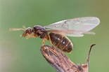 How to Get Rid of Flying Ants in 2021 | Flying ants, Wasp traps, Ants