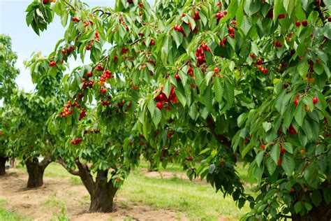 Chilean Cherry Exports To Rise 15 Says Usda