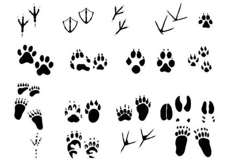 Animal Tracks Vector Art Icons And Graphics For Free Download