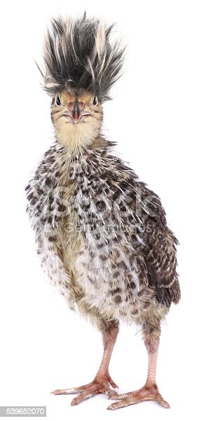 Bringing the babies to us is not a. Crazy Funny Bird Quail With Ridiculous Hair Stock Photo ...