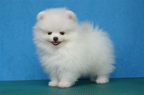 Despite their size, they can be happy, loving family companions that are adorable and price. Pomeranian price range & cost. How much are pomeranian puppies?