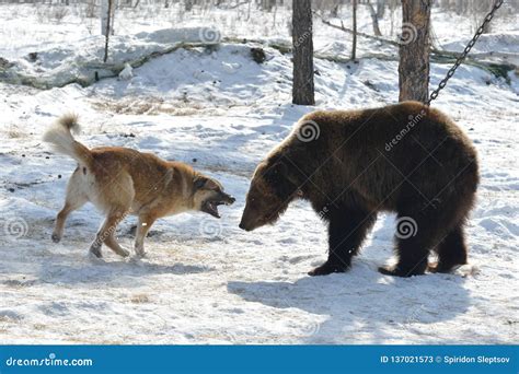 Training Dog To Hunt Bear Yakutia Russia Editorial Stock Photo