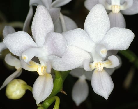 Phalaenopsis Equestris Var Alba Orchids Orchid Care Substrates Orchidarium