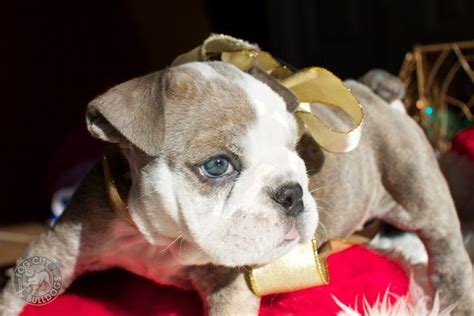 Well,if you are a puppy lover who need an english bulldog puppy we are here for you,our puppies for sale are cute,friendly,and full of love.contact us. Blue-eyed English bulldog boy! Sweet Shepherd is hoping to ...