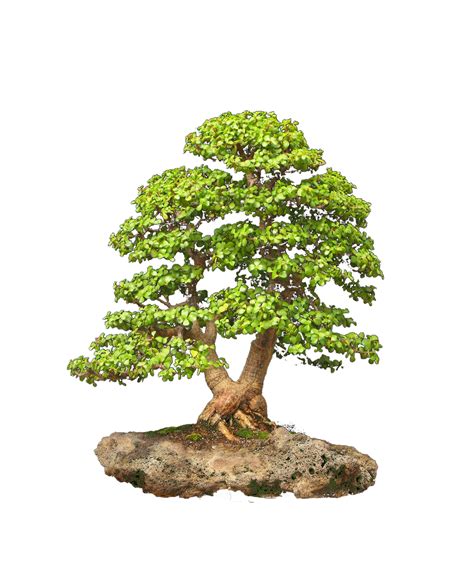 Jade Bonsai Bonsai Tree Canada