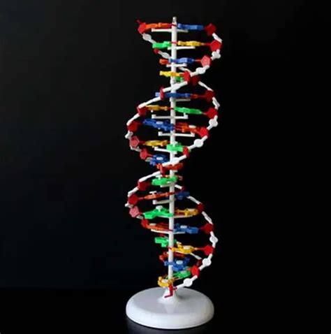 60cm Dna Structure Model Base Pair Genetic Gene Dna Dna Double Helix