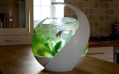 100 Best Images About Fish Bowls On Pinterest Cool Fish Tanks Cute