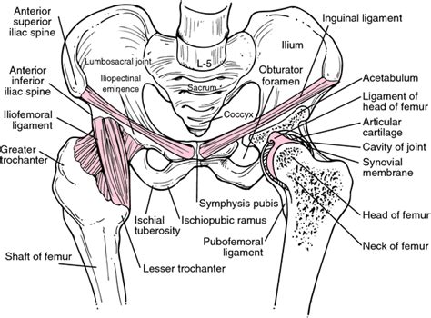 The three bony elements of the hip bone (ilium, ischium, and pubis) come together at the acetabulum. Hip | definition of hip by Medical dictionary