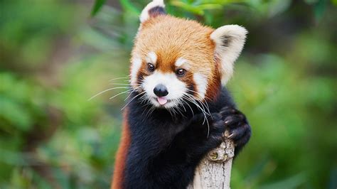Michigan Zoo Welcomes 2 Baby Red Pandas Wsb Tv Channel 2 Atlanta