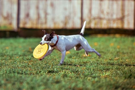 Dog Catching Frisbee Image Free Stock Photo Public Domain Photo