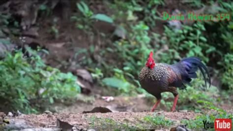 Mengenal Sekilas 4 Ayam Hutan Langka Di Dunia 2 Diantaranya Asli Indonesia Simak Di Sini