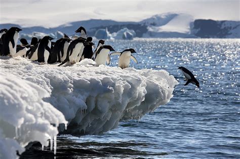 Adelie Penguins Antarctica The National Photographic Society