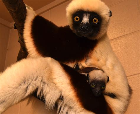 Recent Births 2017 Infants Duke Lemur Center