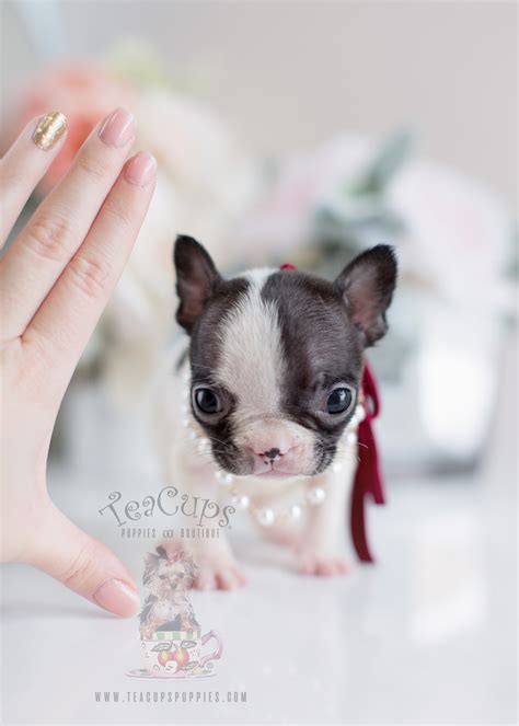 Due to their small size mini french bulldogs can be. Tiny French Bulldog Puppies | Teacups, Puppies & Boutique