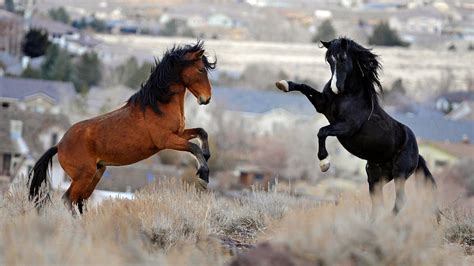 Feds draw criticism for selling Wyoming horses for slaughter | Fox News