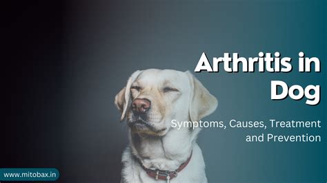 Dog Arthritis Symptoms Causes Treatment And Prevention Wevet Petcare