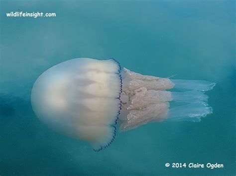 Jellyfish In Cornwall British Isles Wildlife Insight