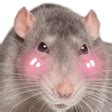 Rat Flushed Discord Emoji