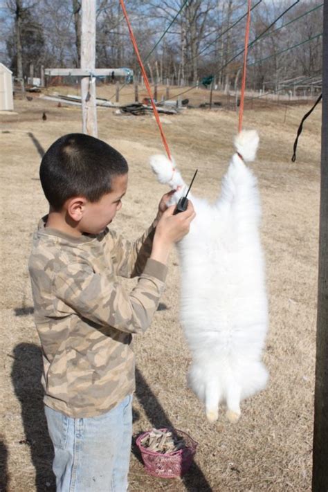 Let's discuss in better detail how to keep a rabbit cage clean: How to Butcher a Rabbit Humanely in 6 Quick and Easy Steps
