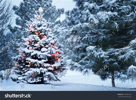 This Snow Covered Christmas Tree Stands Stock Photo