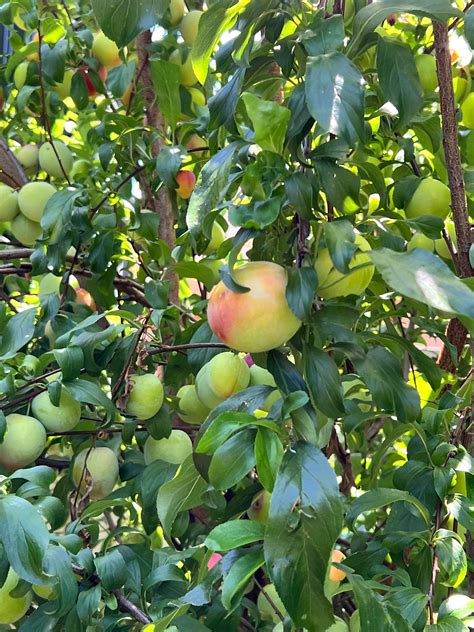Apple Tree Identification Rgardeningaustralia