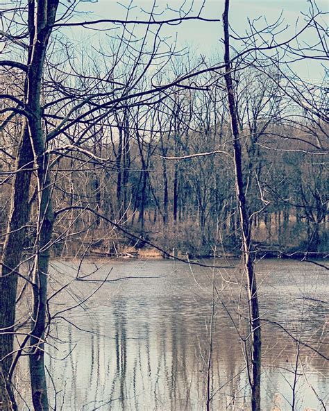 Whimchic On Instagram “trees Of The Day Duckpond Reflections